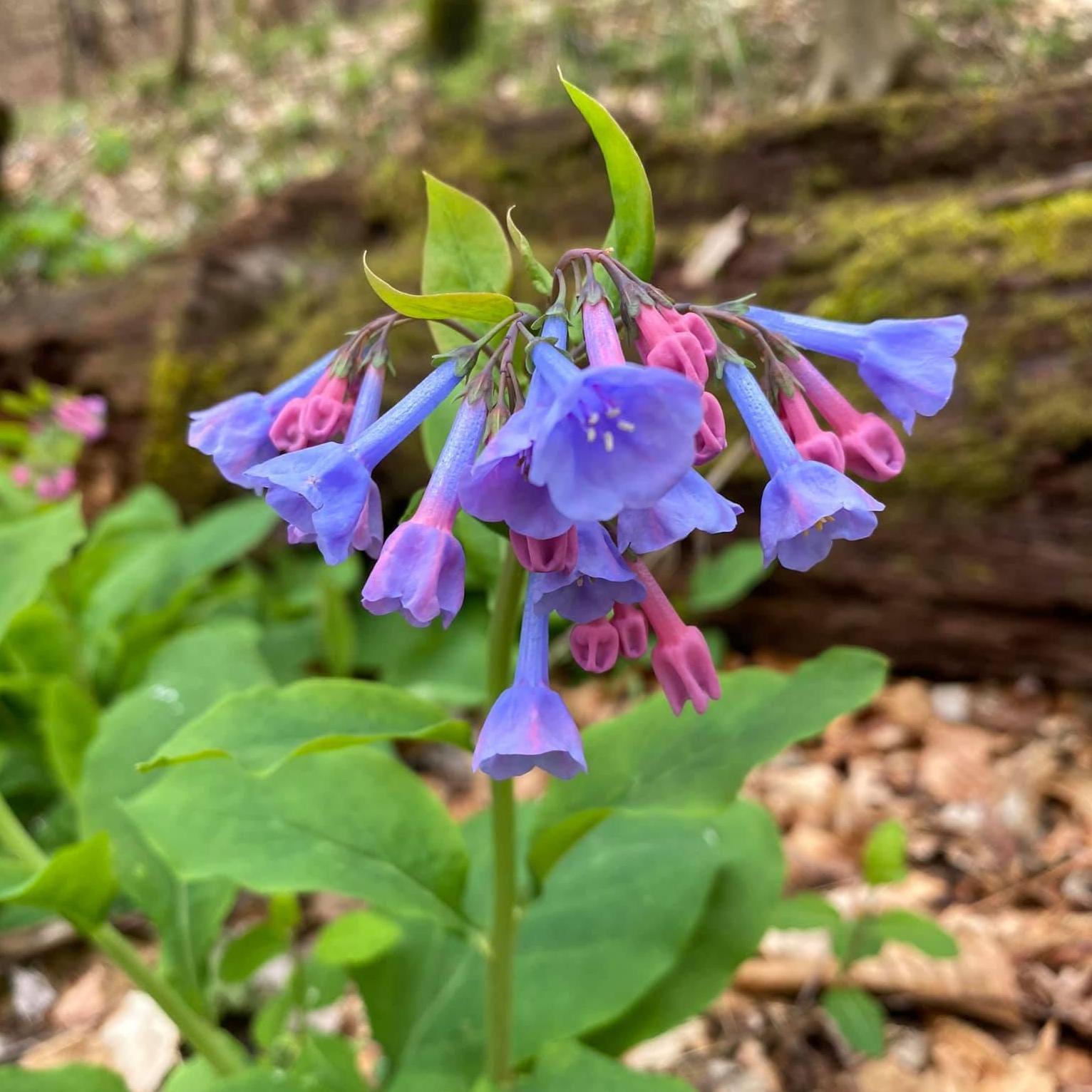 These flowers did not smell.