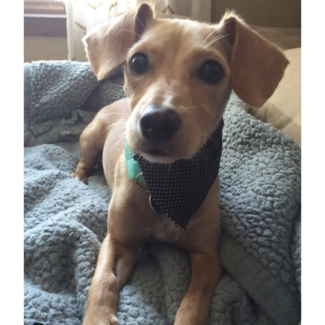 We brought home our fur baby!!