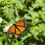 National Butterfly Center