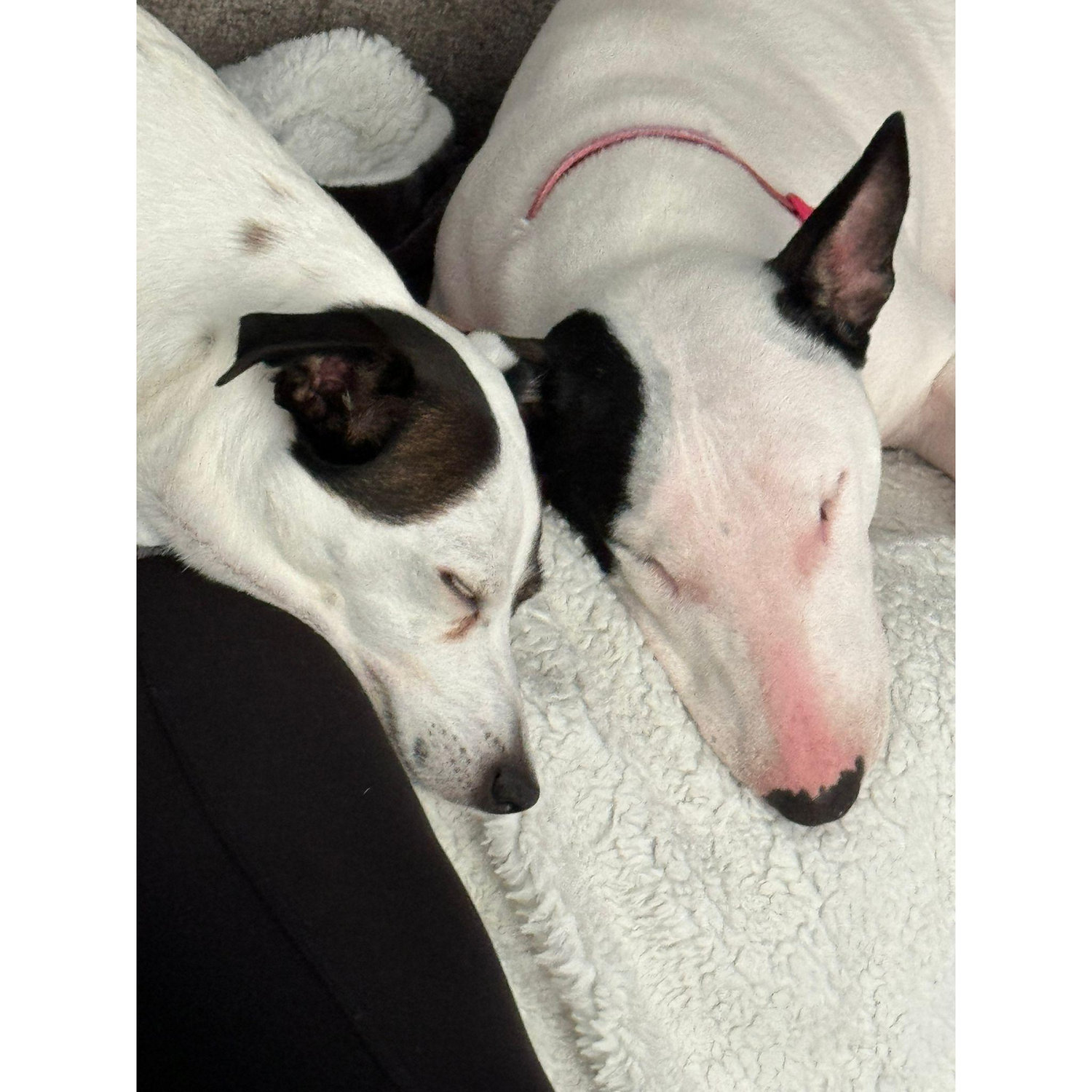 Babies