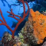 Stuart Cove 2 Tank Scuba Diving