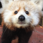 Scovill Zoo