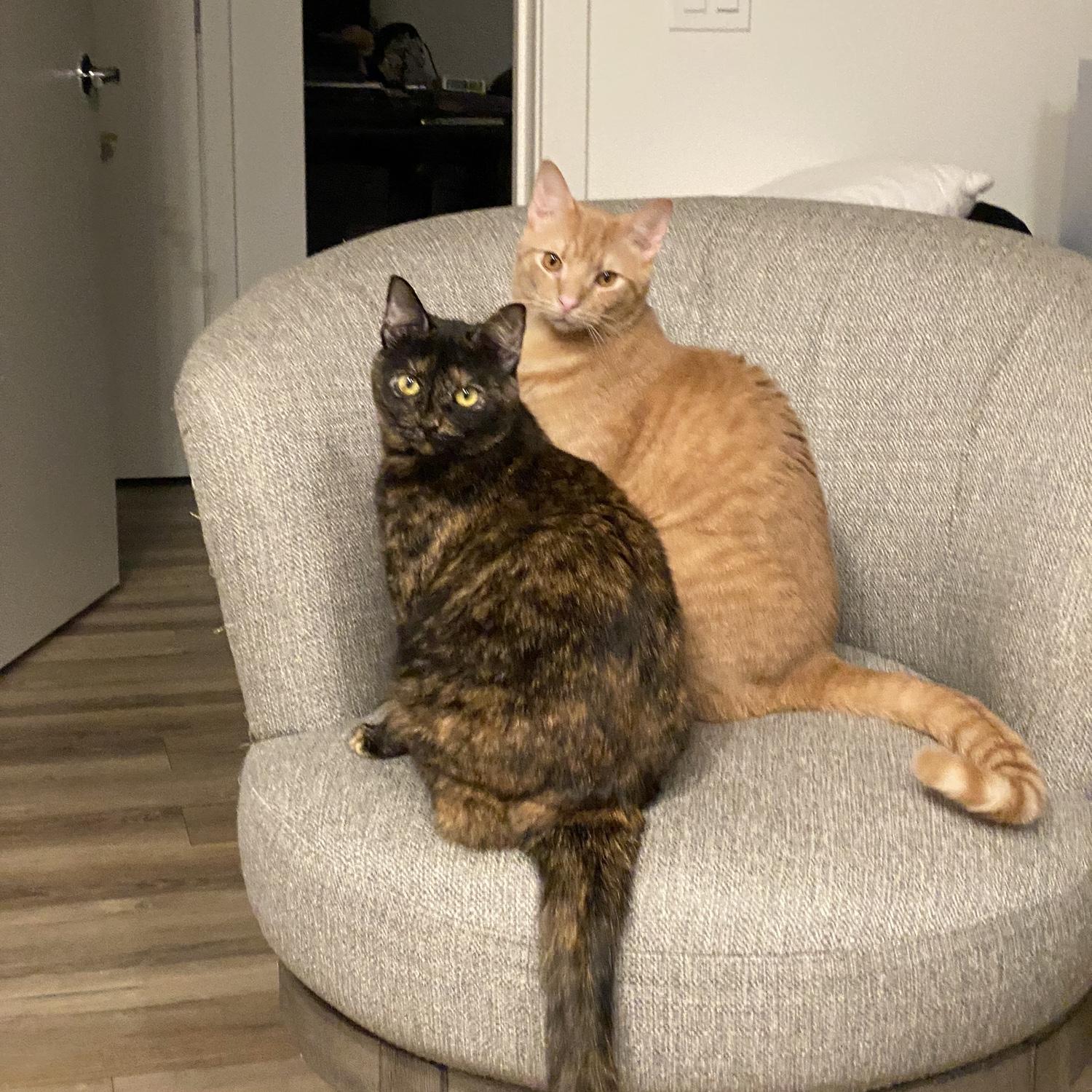 Our lovely kitties, Tommy and Bruin