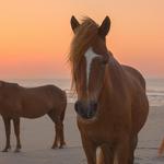 Assateague State Park