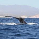 Whale Watching Tour