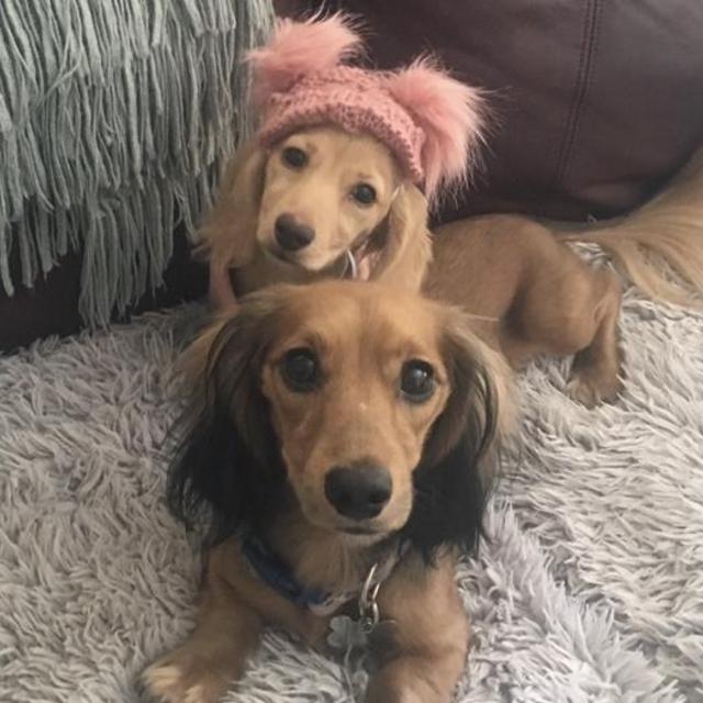 Our Doxie Fund
