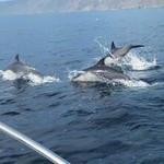 Dolphin & Sea Lion Tour