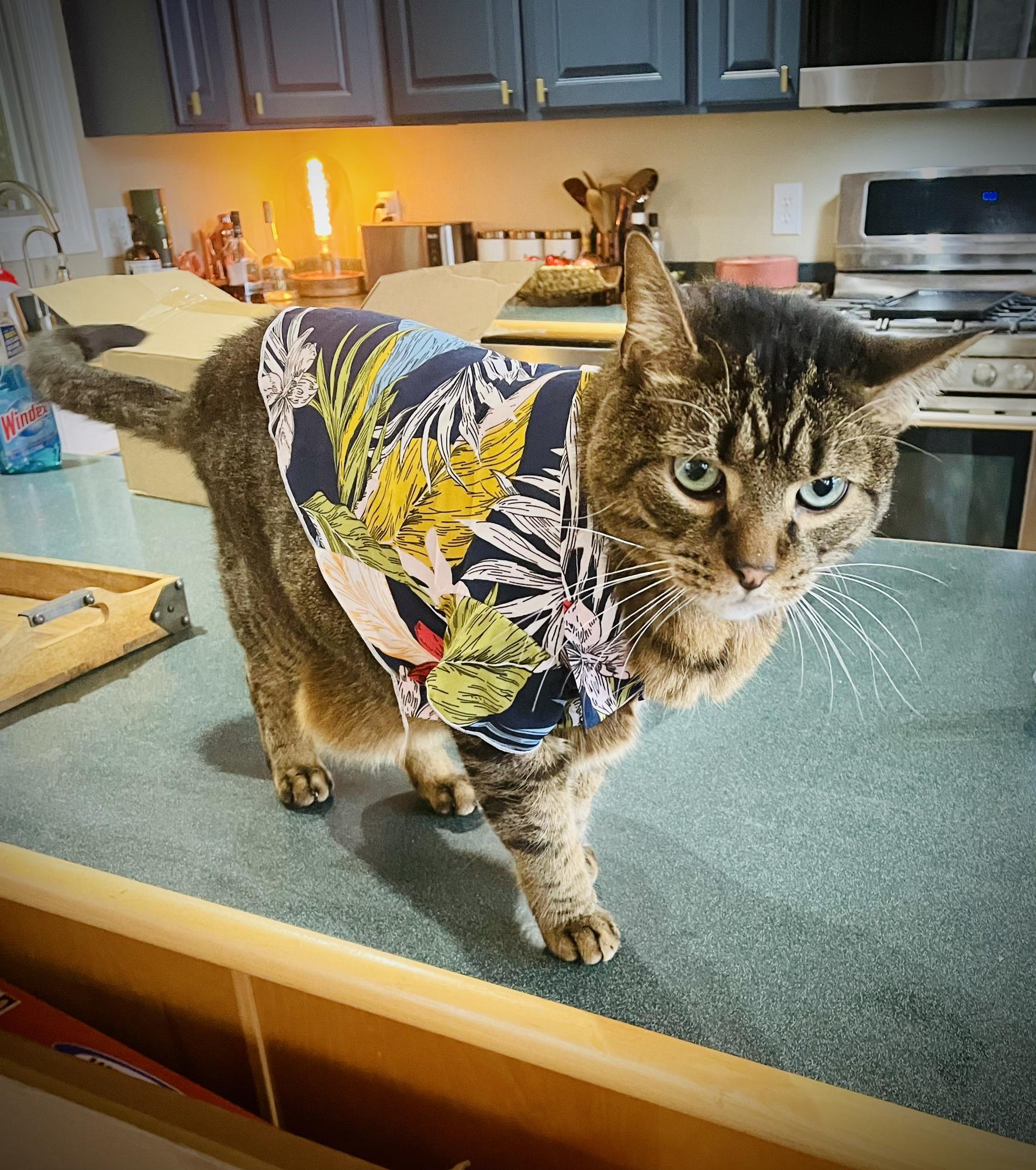 The groundskeeper at home, AKA Hot Wings the Cat