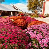 Greene Fields Farm, LLC