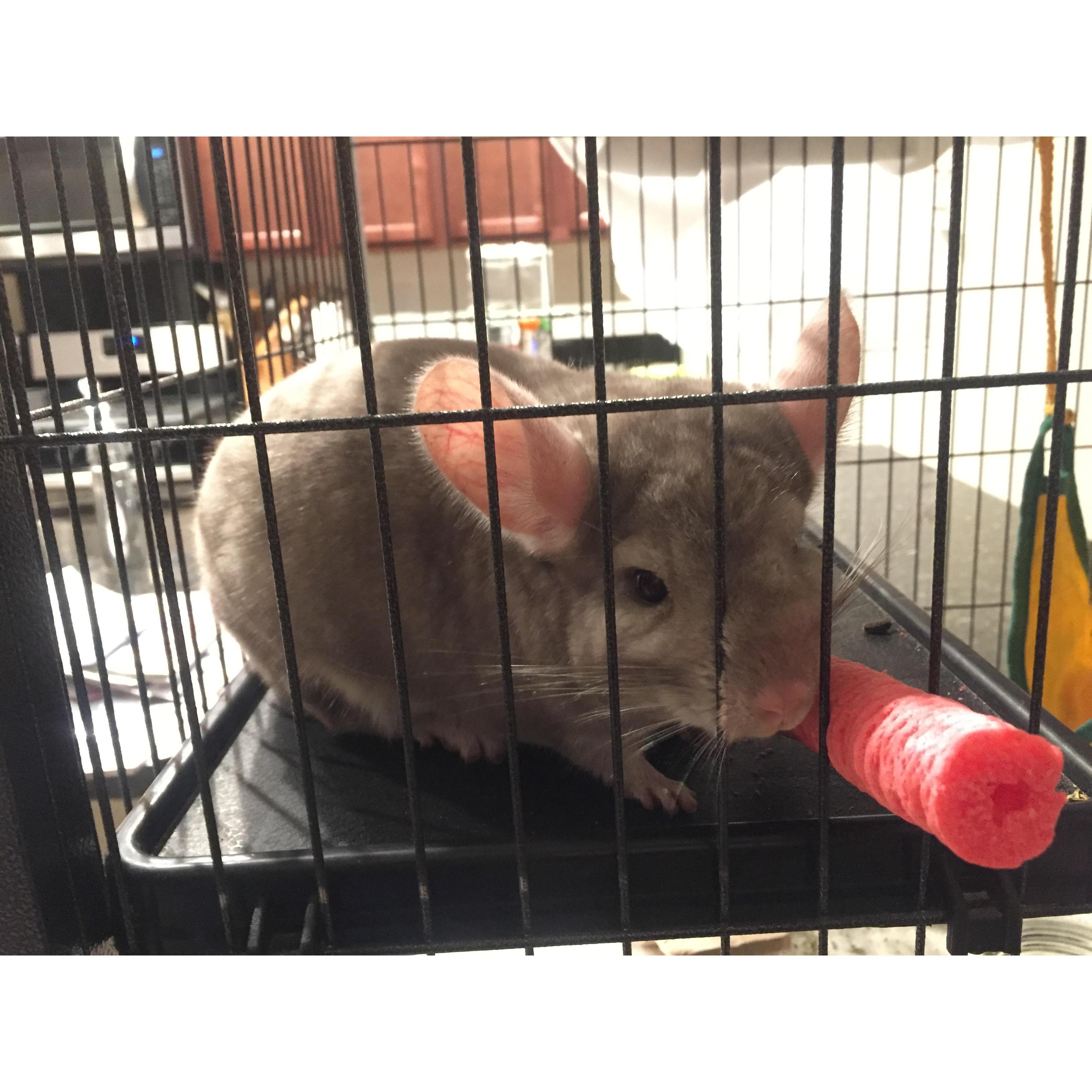 Trepid the Chinchilla