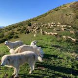 Wild Foods Truffle Hunting