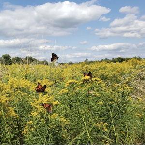 Lake Divide Farm - CSA