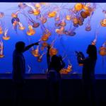Monterey Bay Aquarium