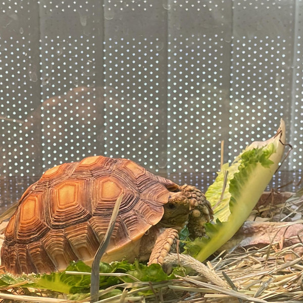 One Year of Salads for Our Tortoise