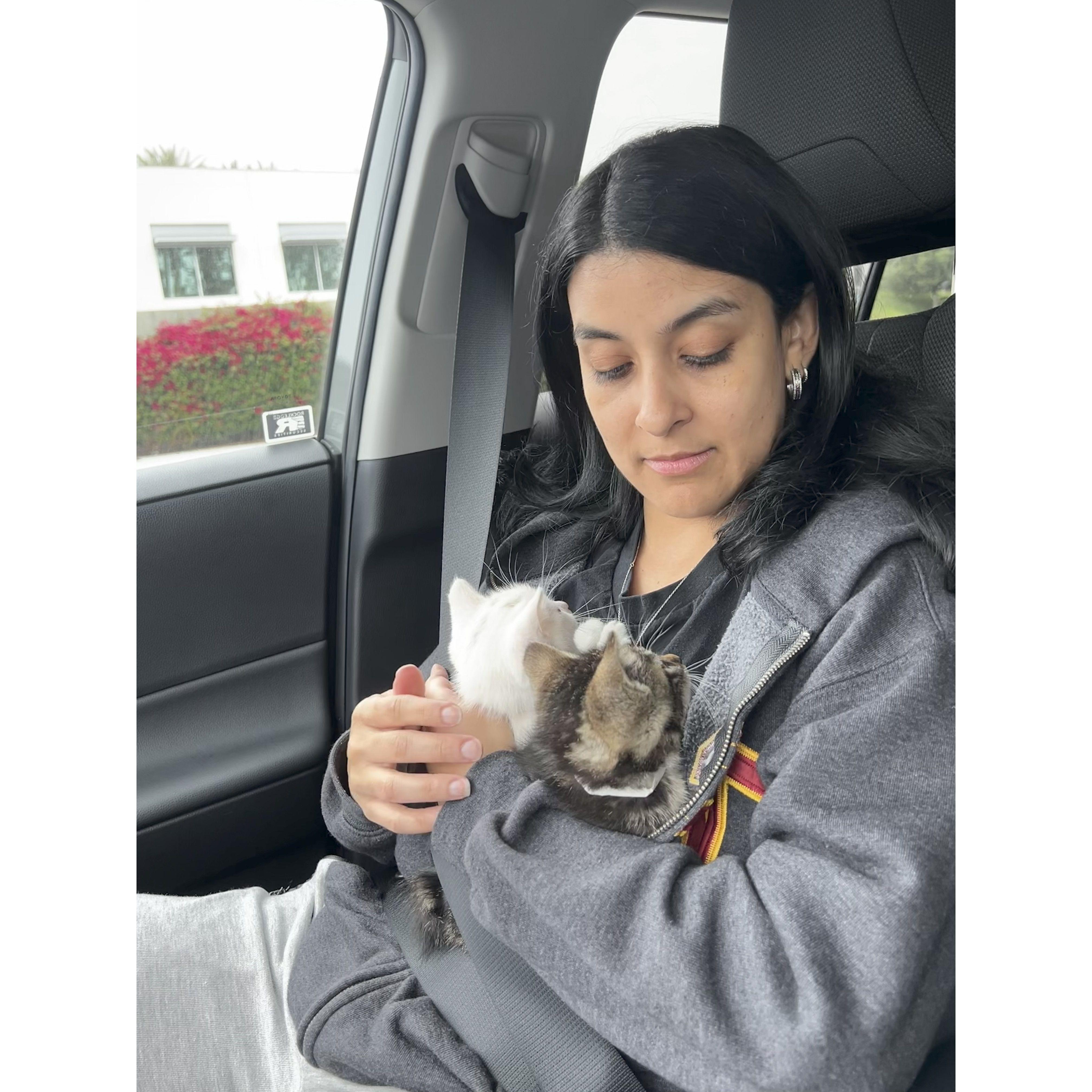 Giving fosters Blanquita and Papito a little TLC on the way home from the shelter. May 2023