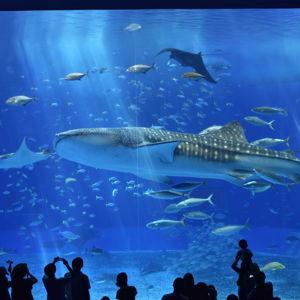 Okinawa Aquarium Tickets