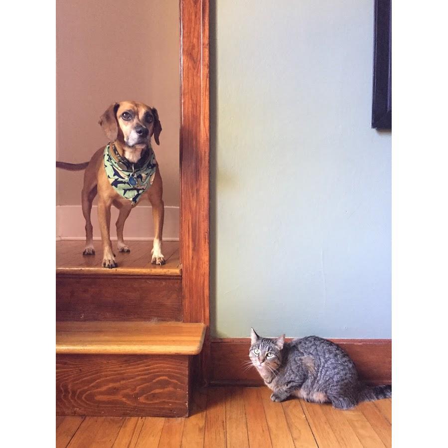 Our favorite step-dog, Oliver, and Topham...almost friends as of summer 2017