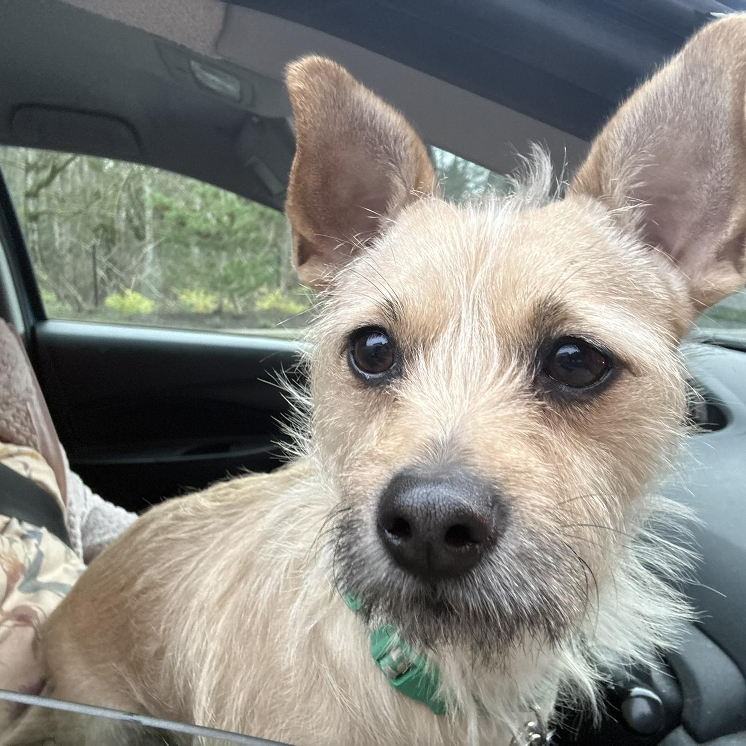 Juno loves car rides!