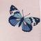 Blush Butterfly