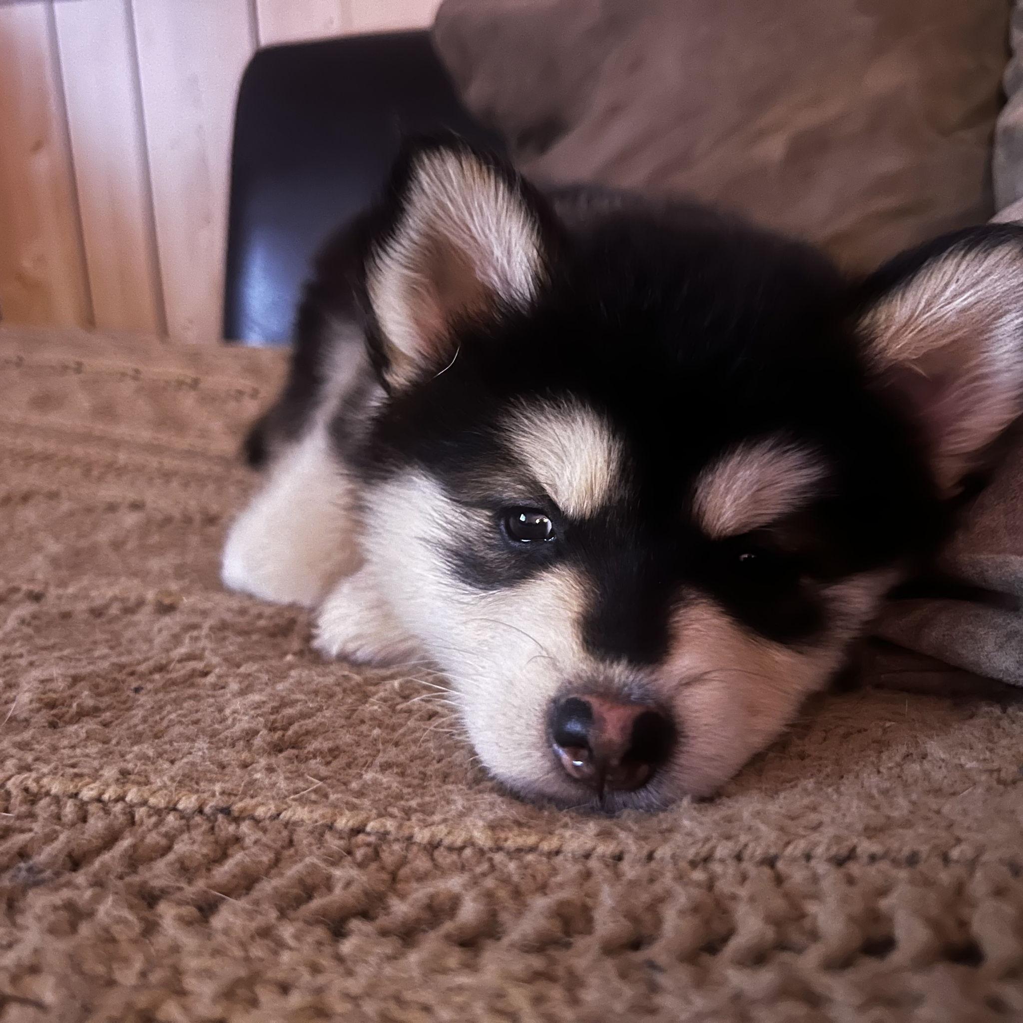 Clove's first day with us