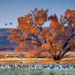 Bosque Del Apache National Wildlife Refuge Visitor Center