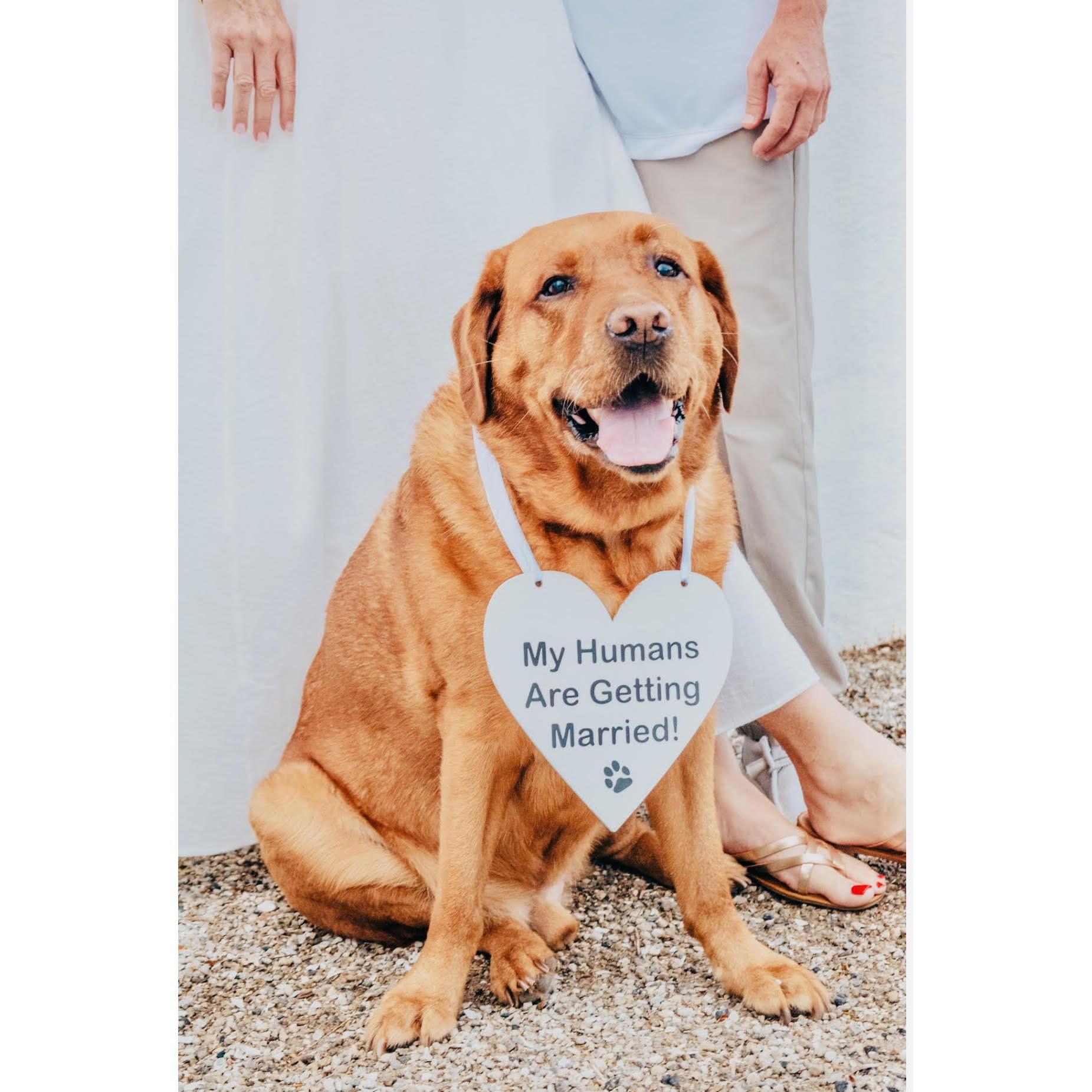 Dogs teach us how to love unconditionally.