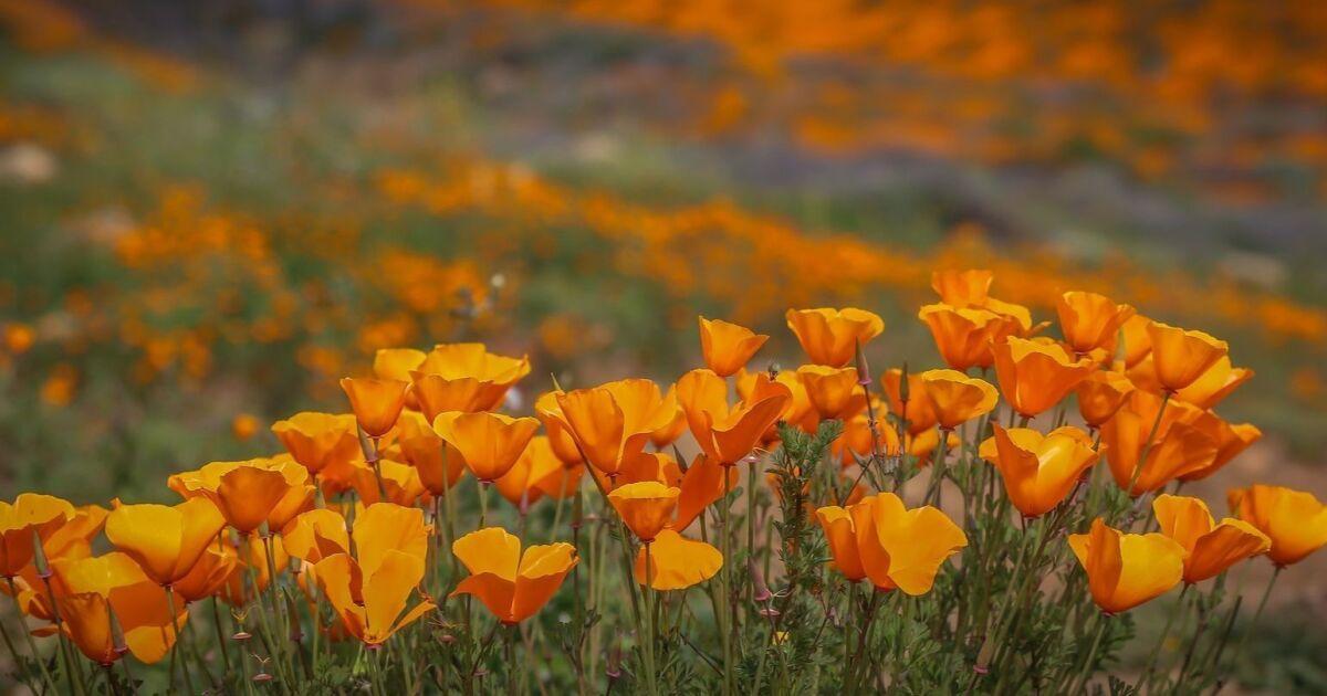 The Wedding Website of Marlene Lundy and Christopher Renfrow