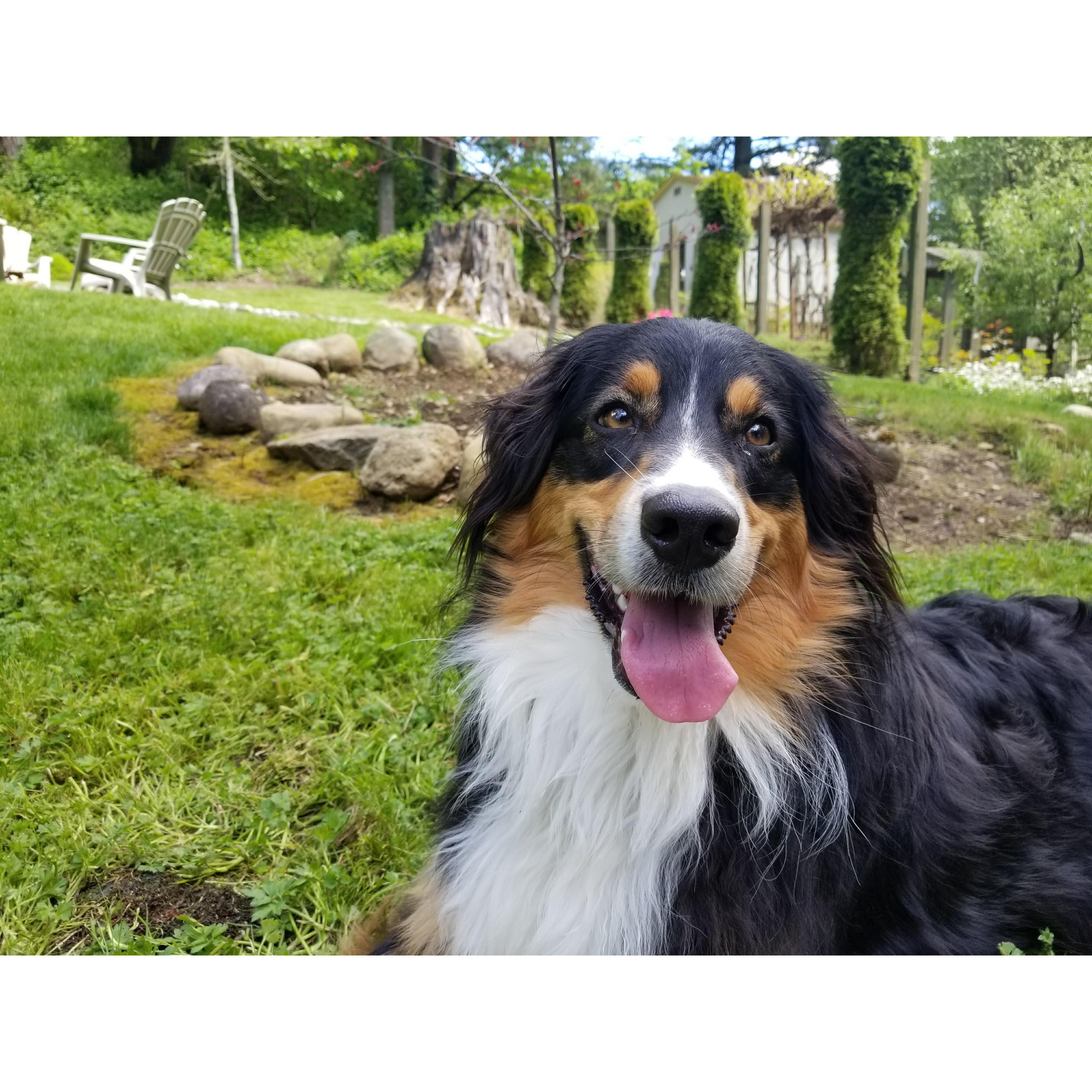Our little pup