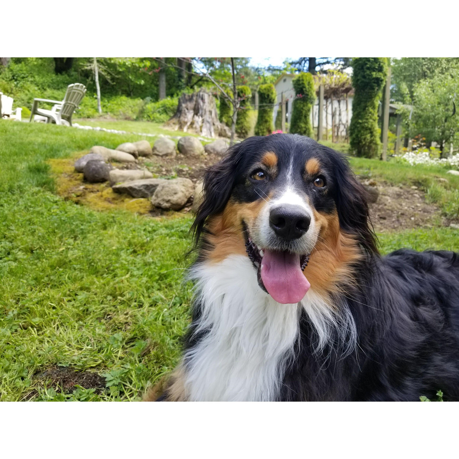 Our little pup