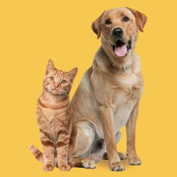 Our Future Pet Fund