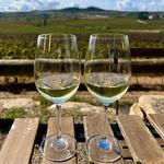 Wine Tours: Visit Penedès or Prioriat