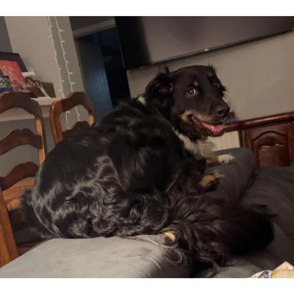 Our sweet boy, Lukey. He is rambunctious, sweet, and hilarious. He has loved Kurt since the day he met him.