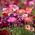The Flower Fields