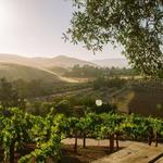 Viansa Sonoma Winery & Tasting Room