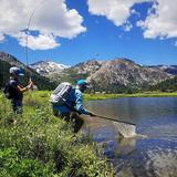 Everline's Trout to Table