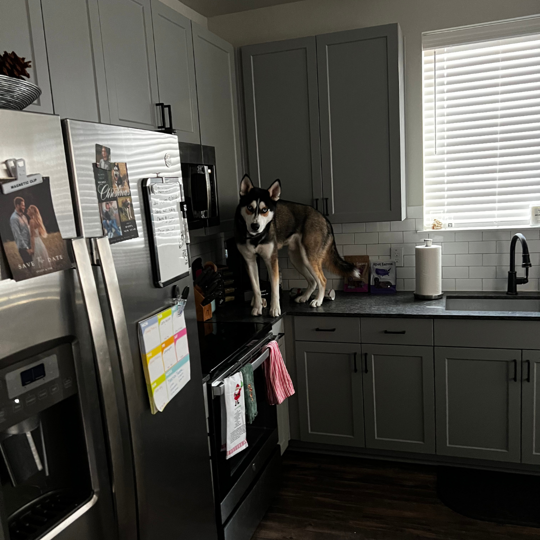 Apartment #2 Jax learned a new skill. (DEC 2021)