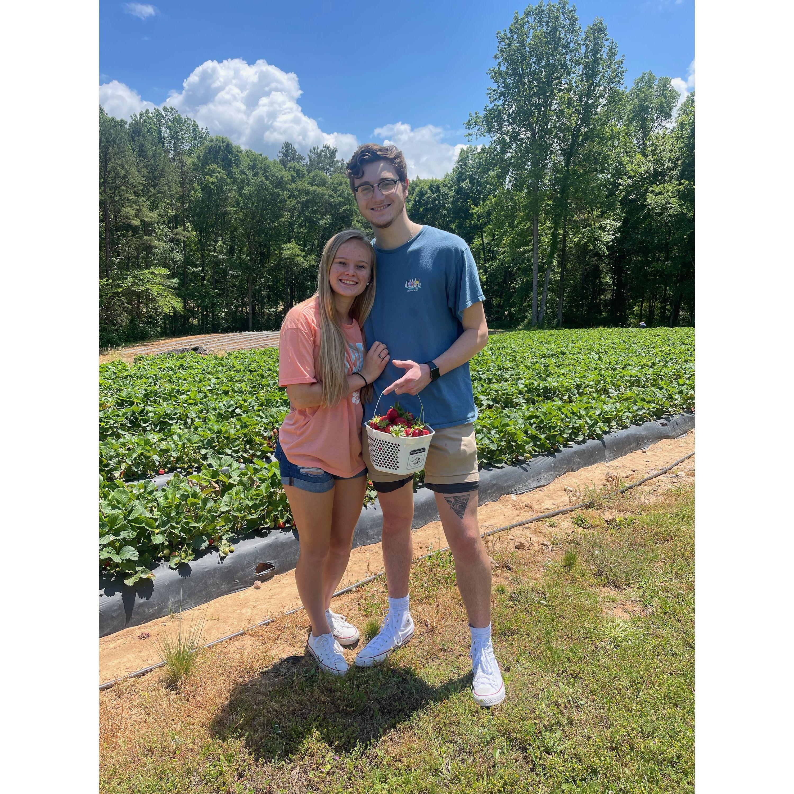 Strawberry Picking
