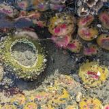 Tide-pooling at Rosario Beach