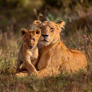 Tanzanian Safari Honeymoon