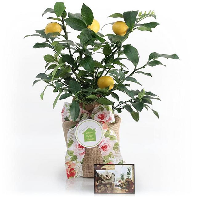 Housewarming Improved Meyer Lemon Gift Tree by The Magnolia Company - Get Fruit, Dwarf Fruit Tree with Juicy Sweet Lemons, Cannot Ship to CA, TX, AZ, LA (Medium, Housewarming Floral)