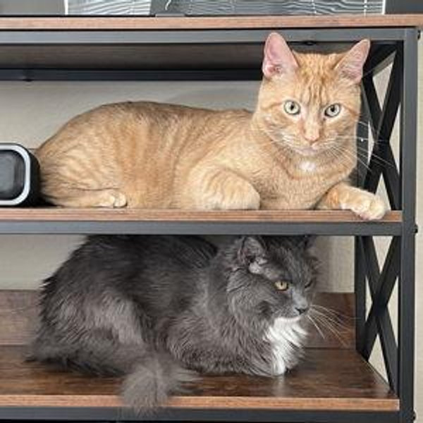 Pet Care During Our Honeymoon