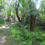 Buxton Woods Nature Trail