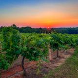 Kiepersol - The Grand Room, Winery, Distillery Tasting Room & Vineyard