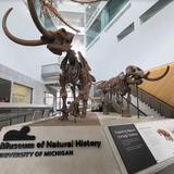 University of Michigan Museum of Natural History