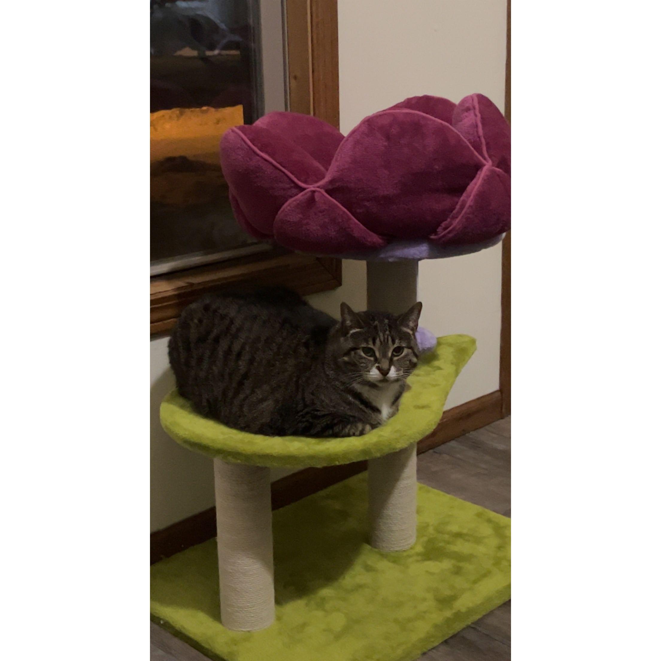 Our first baby Flynn