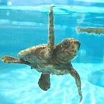 Loggerhead Marinelife Center