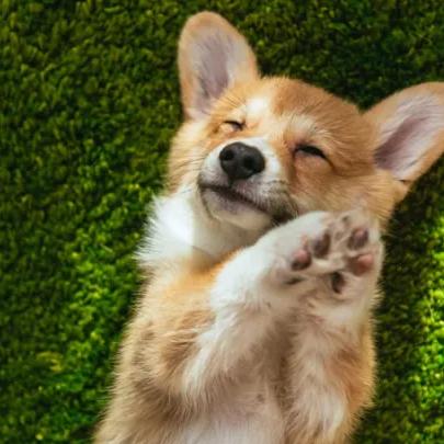 Our Future Fur Child 🐶 🥰