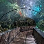 Ripley's Aquarium of the Smokies