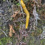 Big Basin Redwoods State Park