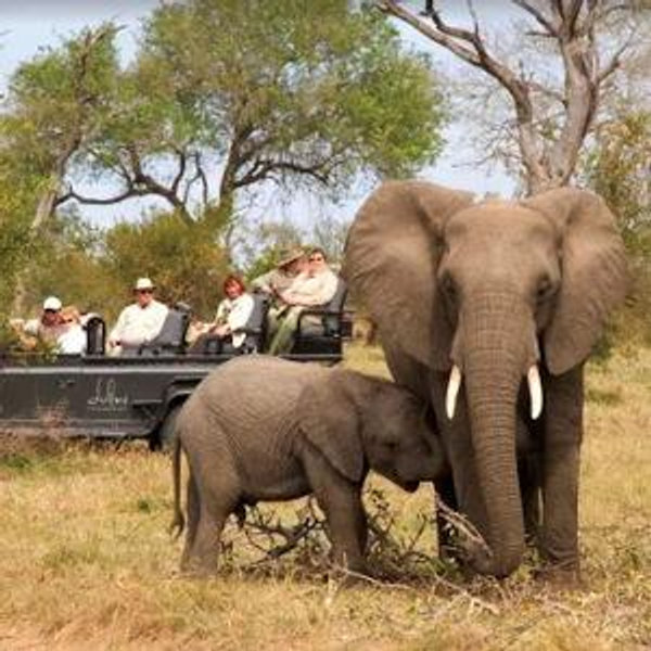 Honeymoon Safari